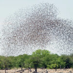 ¿Cómo se llama el grupo de aves que vuelan juntos?