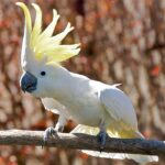 ¿Cómo se llama el pájaro blanco de Río?