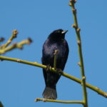 ¿Cómo se llama el pájaro de color negro?