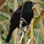 ¿Cómo se llama el pájaro negro?