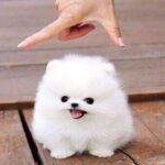 ¿Cómo se llaman los perros miniatura?