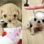¿Cuál es el perro mini toy?
