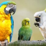 ¿Cuáles son las aves que más hablan?