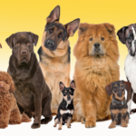 ¿Cuáles son las razas de perros mestizos?