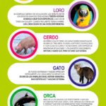 ¿Cuáles son los 5 animales más inteligentes?