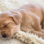 ¿Cuántas horas debe dormir un perro de raza pequeña?