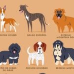 ¿Cuántas razas de perros originales hay?