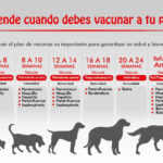 ¿Cuántas vacunas se le tiene que poner a un perro?