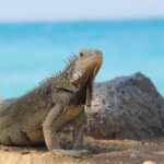 ¿Cuánto aguanta una iguana en el agua?