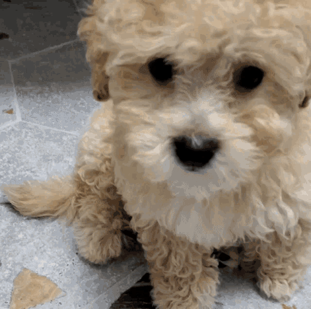 Crece Un Perro French Poodle Mini