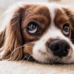 ¿Cuánto tiempo puede estar un perro solo en casa por ley?