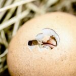 ¿Cuánto tiempo tarda en nacer un huevo de pato?