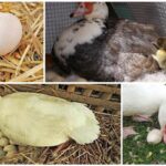 ¿Cuántos huevos pone una pata al día?