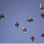 ¿Por qué las palomas vuelan en círculo?