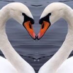 ¿Qué ave representa el amor?