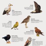 ¿Qué aves conviven con los canarios?
