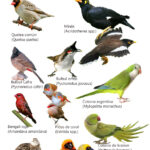 ¿Qué aves no se pueden tener en España?