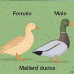 ¿Qué diferencia hay entre un pato y una pata?