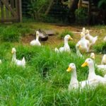¿Qué es más rentable criar patos o gallinas?