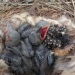 ¿Qué pasa cuando un ave se va de su nido?