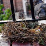 ¿Qué pasa si una paloma hace nido en tu casa?