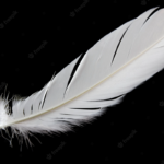 ¿Qué significa regalar una pluma blanca?