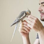 ¿Qué significa tener pájaros dentro de la casa?