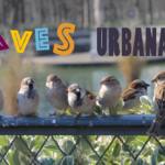 ¿Qué son las aves urbanas?