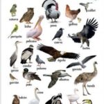 ¿Qué tipo de aves?