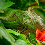 ¿Qué tipo de flores pueden comer las iguanas?
